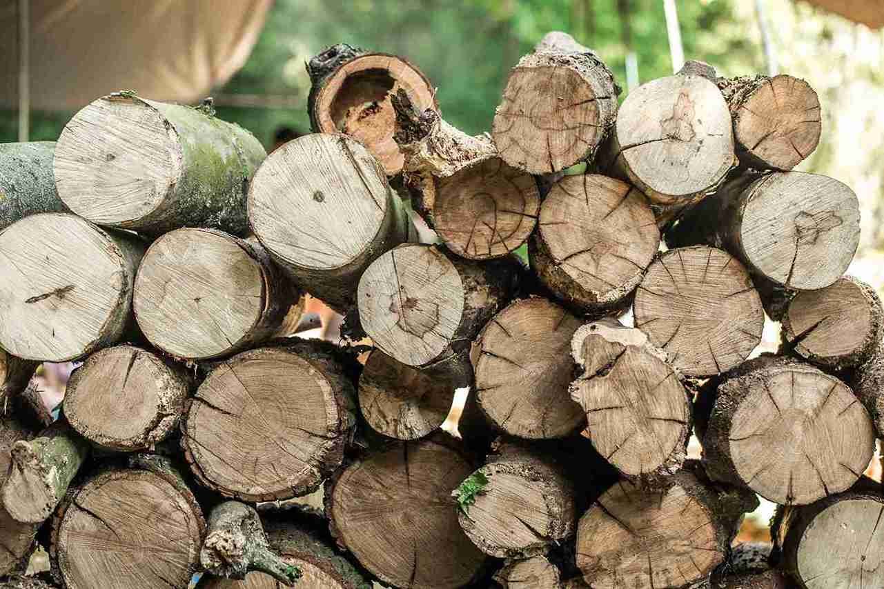 Hardwood vs Softwood Firewood